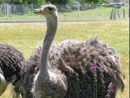 Ostrich