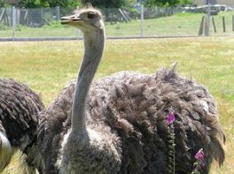 Ostrich