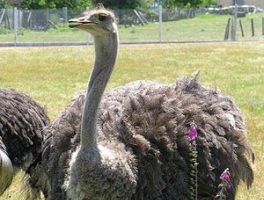 Ostrich