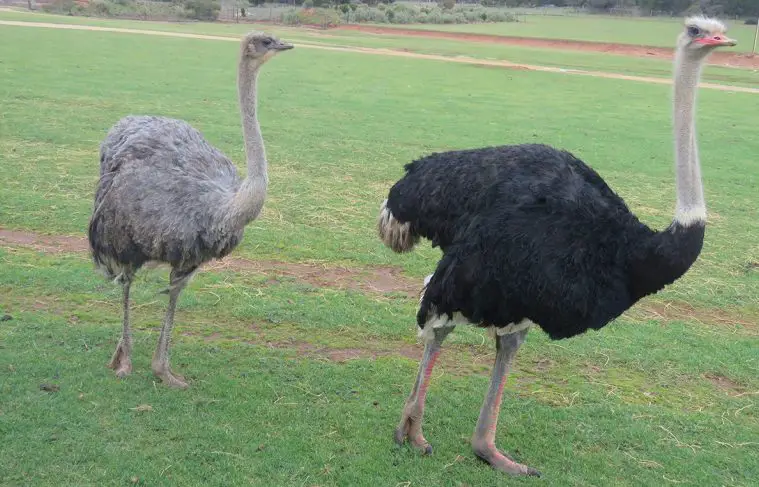 Ostrich (Struthio camelus)