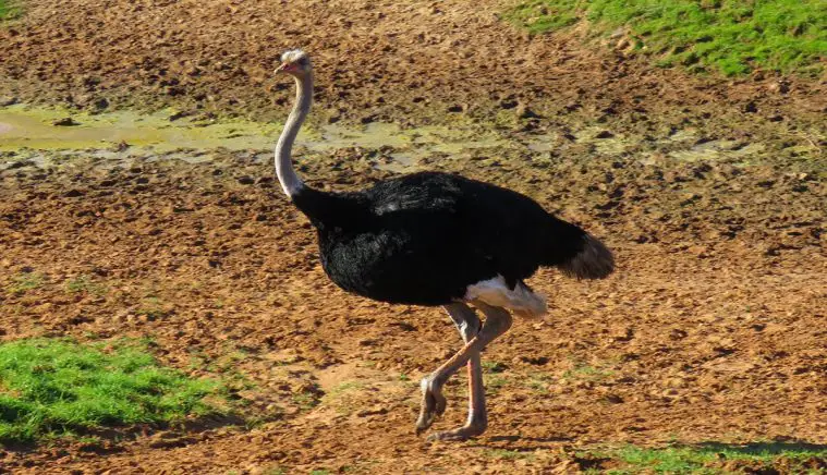 Ostrich (Struthio camelus)