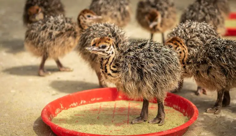 Ostrich (Struthio camelus)