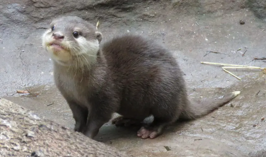 Connecticut’s Beardsley Zoo Mourn Passing of Otter, Sedge