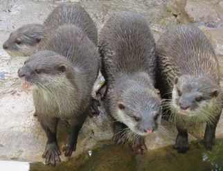 oriental short clawed otter