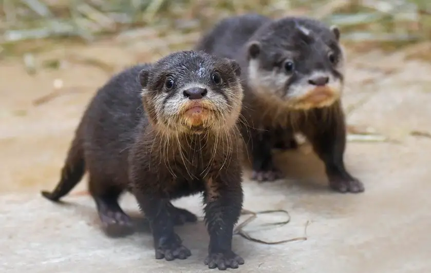 Small-Clawed Otter Pups at Brookfield Zoo