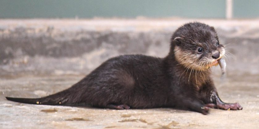 Small-Clawed Otter Pups at Brookfield Zoo