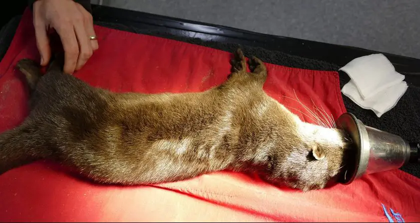 Otter Family Health Check Adelaide Zoo