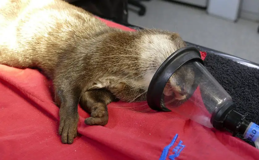 Otter Family Health Check Adelaide Zoo