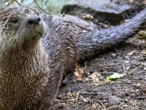 Otter Passes at Connecticut's Beardsley Zoo