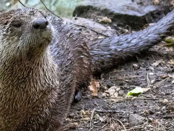 Spotted-Necked Otter | The Animal Facts | Appearance, Diet, Habitat