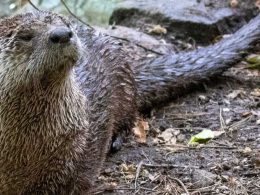 Otter Passes at Connecticut's Beardsley Zoo