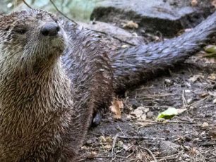Otter Passes at Connecticut's Beardsley Zoo