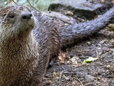 Otter Passes at Connecticut's Beardsley Zoo