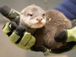 Woodland Park Zoo Otter Pup