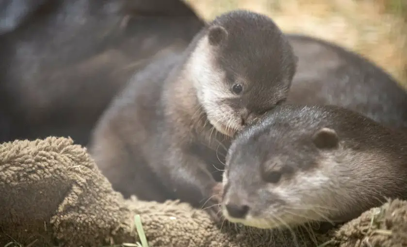 Woodland Park Zoo Otter Pup