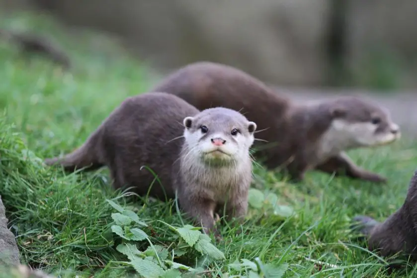 Oriental Small Clawed Otter Pups Edinburgh Zoo