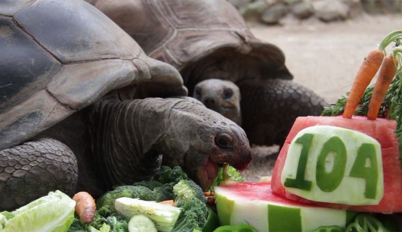 taronga zoo tortoise birthday