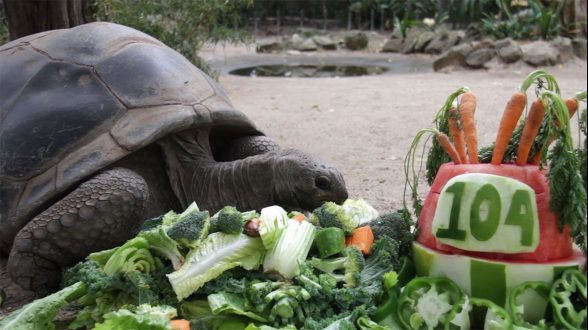 taronga zoo tortoise birthday