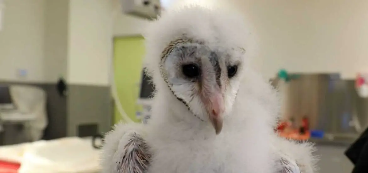Owl Trio Rescued at Werribee Open Range Zoo