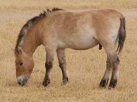 Prezwalskis Horse