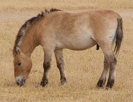 Prezwalskis Horse