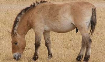Prezwalskis Horse