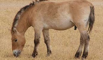 Prezwalskis Horse