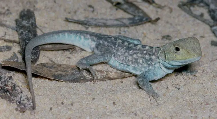 Painted Dragon (Ctenophorus pictus)