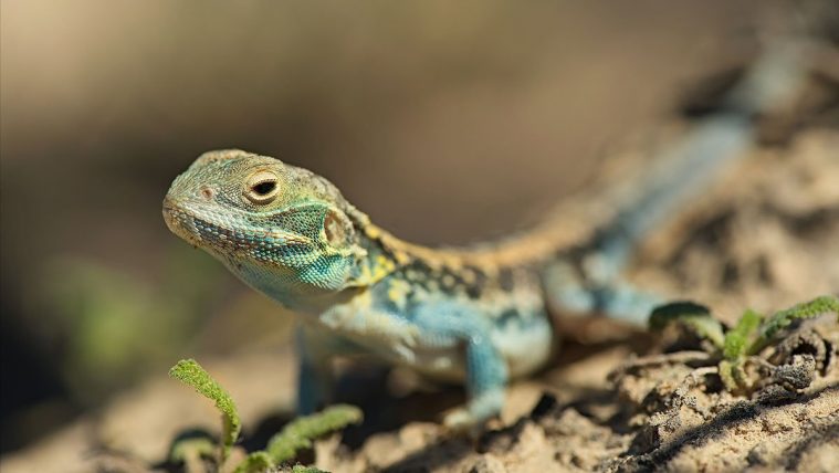 Painted Dragon (Ctenophorus pictus)