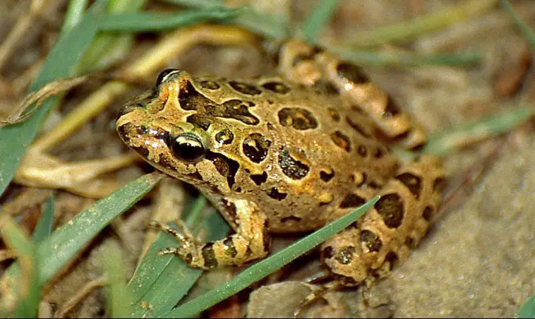 Painted Frog (Discoglossus pictus)