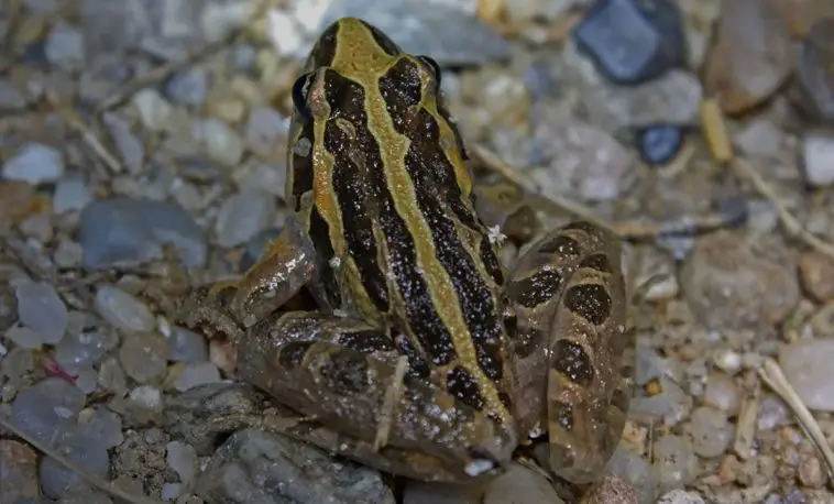 Painted Frog (Discoglossus pictus)