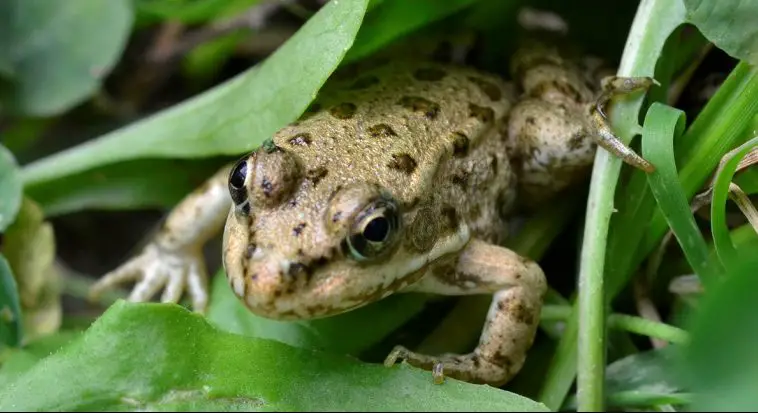 Painted Frog (Discoglossus pictus)