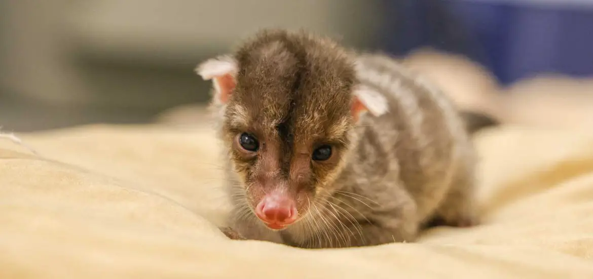 Banded Palm Civet Kit at Nashville Zoo