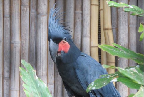 palm cockatoo