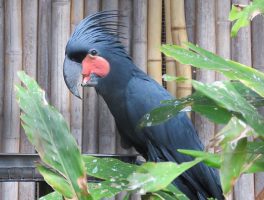 Palm cockatoo