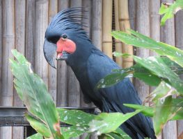 Palm cockatoo