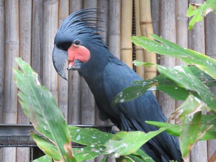 Palm cockatoo