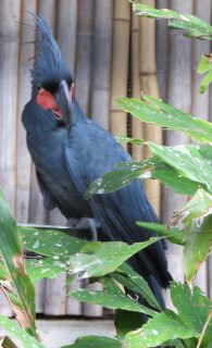 Palm cockatoo
