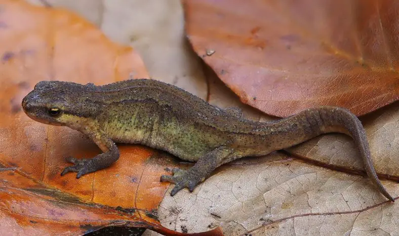 Palmate Newt