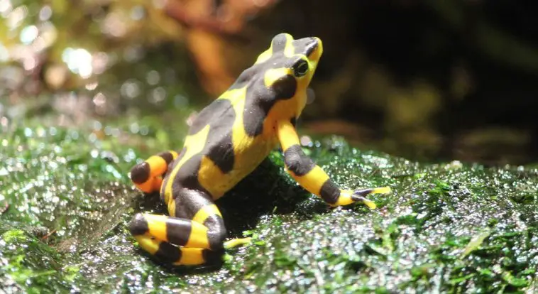 Panamanian Golden Frog (Atelopus zeteki)