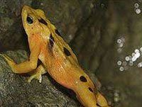 Panamanian golden frog