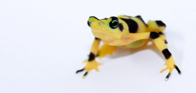 Panamanian Golden Frog (Atelopus zeteki)