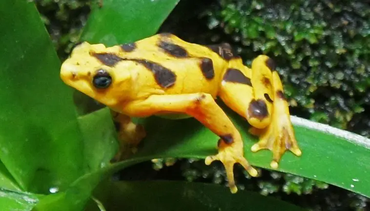 Panamanian Golden Frog (Atelopus zeteki)