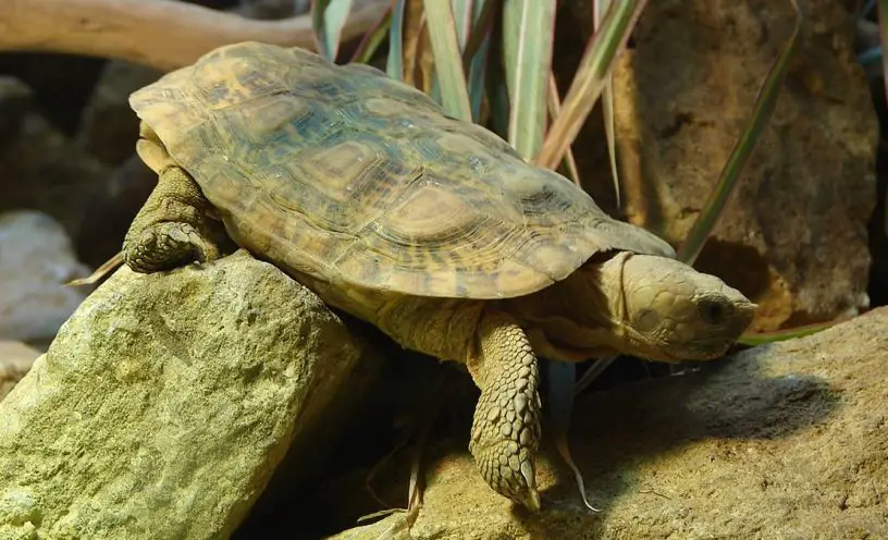 pancake tortoise