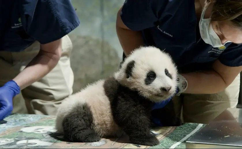 panda cub named smithsonian's national zoo