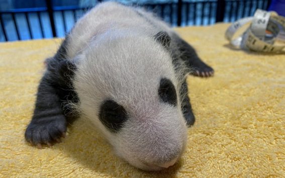 panda cub vet check Smithsonian
