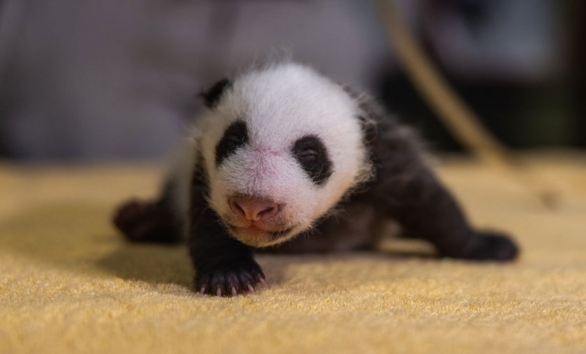 panda cub gender reveal