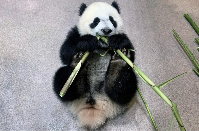 Panda Cub Xiao Qi Ji Training