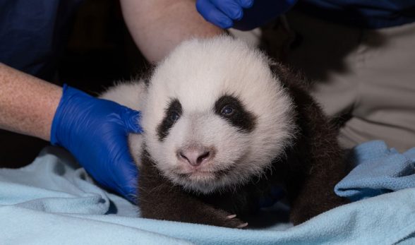 panda cub smithsonian