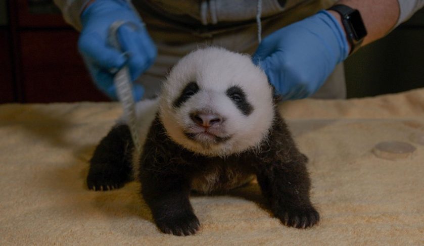 smithsonian panda cubs ears open